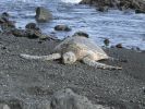 Punalu'u Black Sand Beach